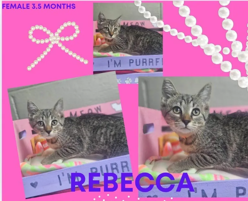 Rebecca