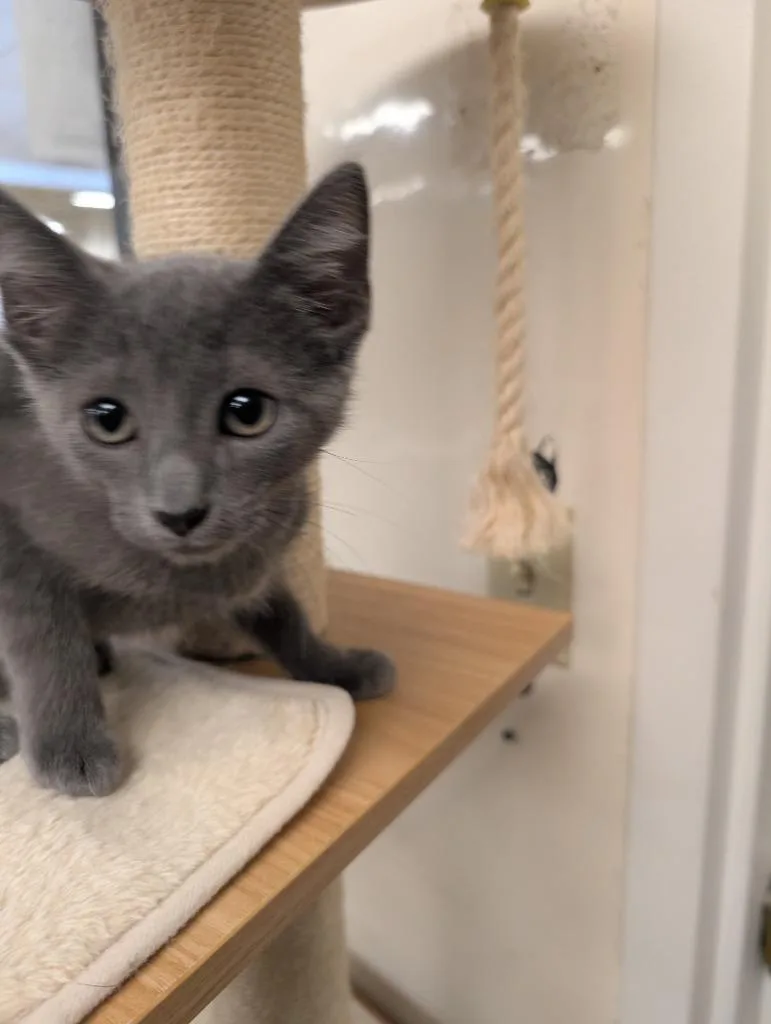 A baby medium-sized male Domestic Short Hair cat named Grey Goose for adoption in San Antonio, TX