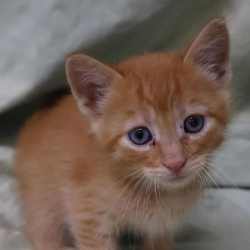 A baby small-sized male Orange / Red Domestic Short Hair cat named Tadpole C for adoption in Princeton, MN