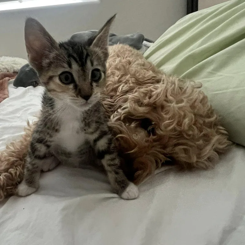 A baby medium-sized female Tabby (Brown / Chocolate) Domestic Short Hair cat named Cinnamon for adoption in Queen Creek, AZ