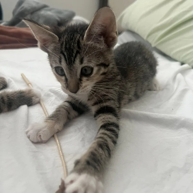 Cinnamon thumbnail 3