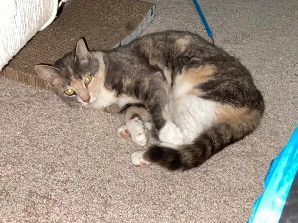 Ellie