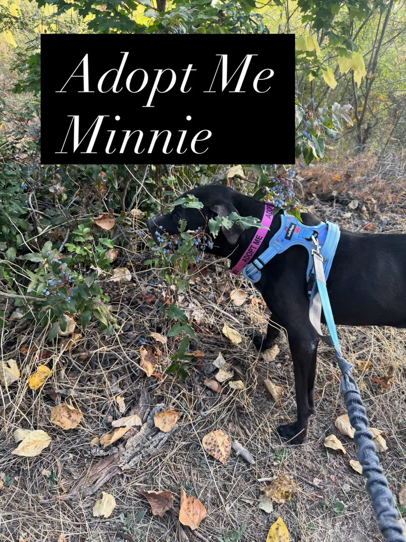 A senior medium-sized female Black Labrador Retriever dog named Minnie for adoption in Star, ID
