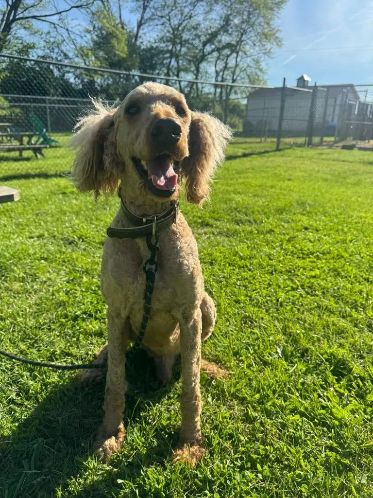 A senior medium-sized male Poodle dog named Teddy for adoption in Marion, OH