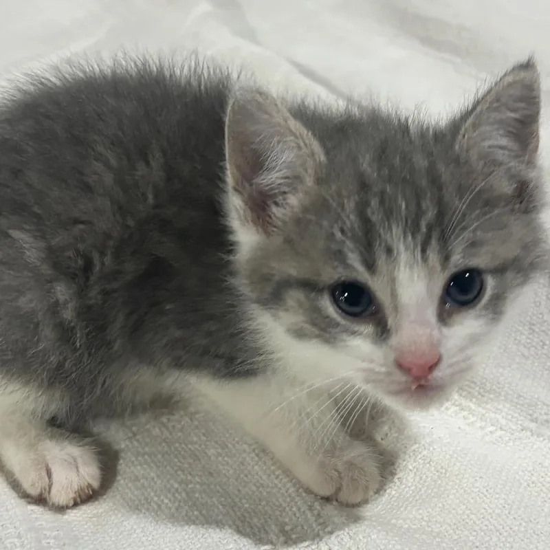 A baby small-sized male Gray / Blue / Silver Domestic Short Hair cat named Rascal for adoption in Union City, PA