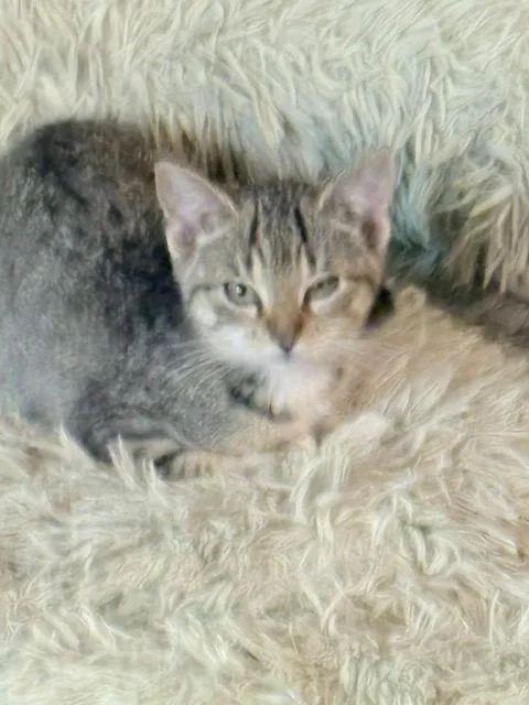 A baby medium-sized female Domestic Short Hair cat named Sugar for adoption in Carneys Point, NJ