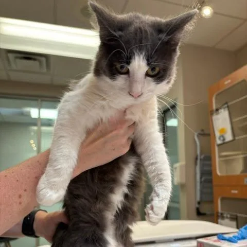A young medium-sized female Domestic Medium Hair cat named Wilhelmina for adoption in Murray, UT