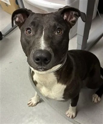 A young medium-sized female Labrador Retriever dog named Possum for adoption in San Jose, CA