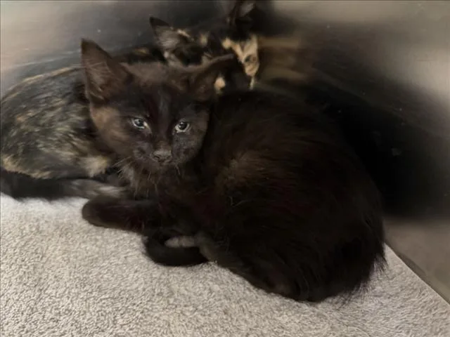 A baby small-sized female Domestic Short Hair cat named Pixel for adoption in Santa Fe, NM