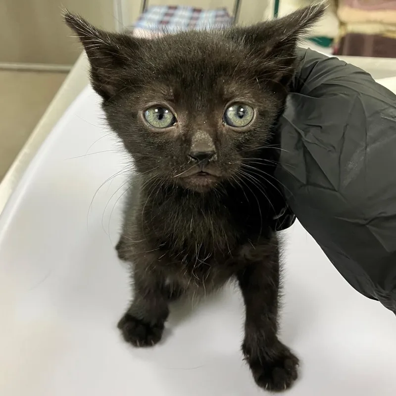 A baby small-sized female Black Domestic Short Hair cat named Rainy for adoption in Las Cruces, NM