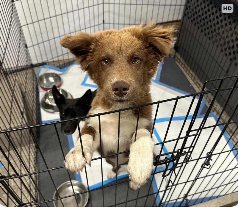 A baby medium-sized male Australian Shepherd dog named Cedar for adoption in Bothell, WA