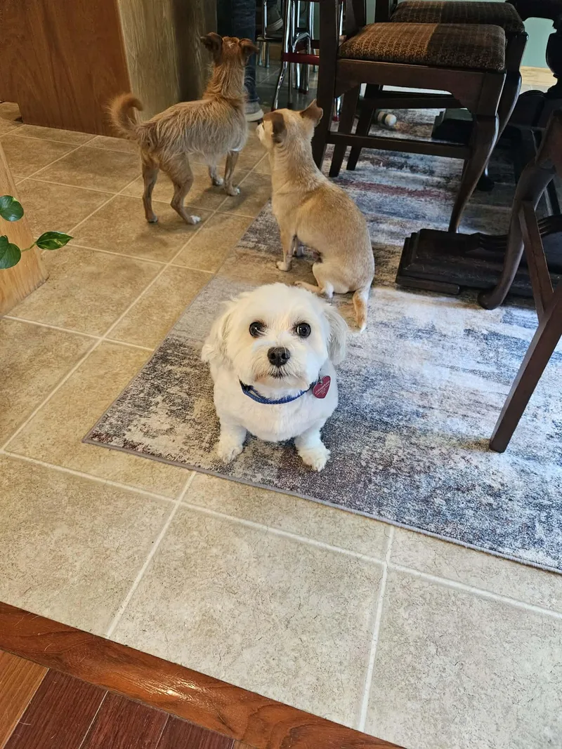 Louie