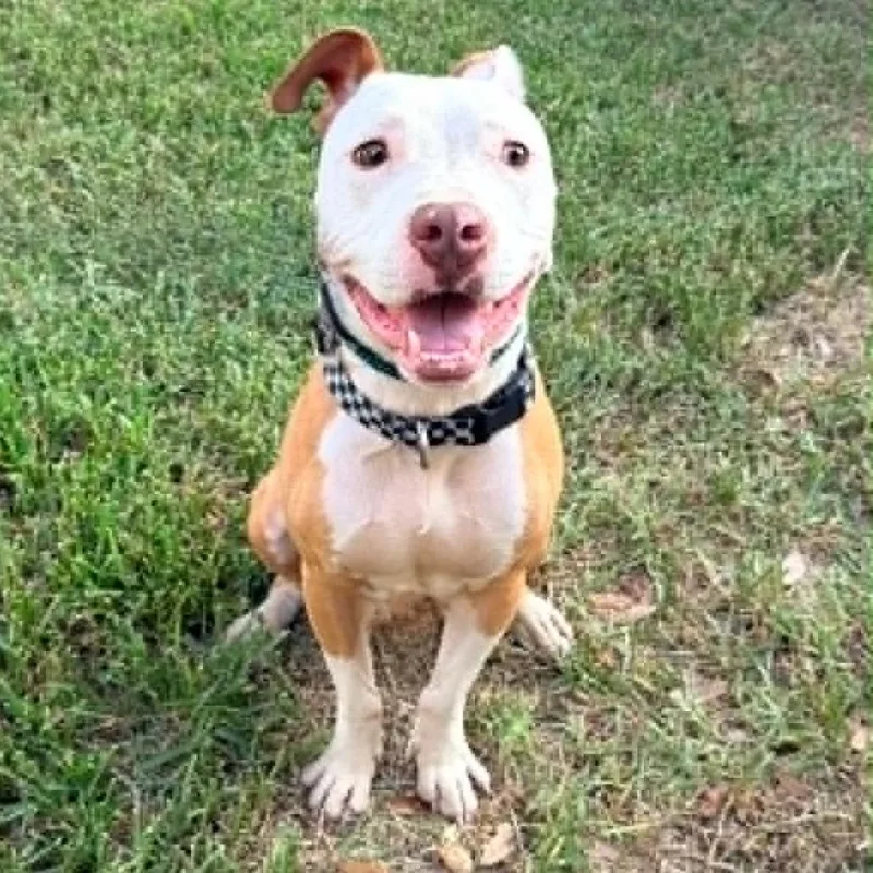 A young medium-sized male White / Cream Pit Bull Terrier dog named Dexter SSP for adoption in Austin, TX