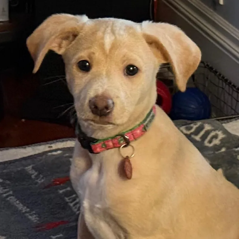 A baby medium-sized male White / Cream Cattle Dog dog named Quiz for adoption in Portland, OR