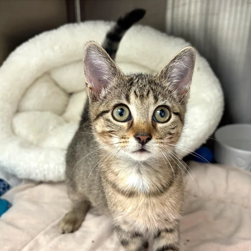A baby small-sized female Brown / Chocolate Domestic Short Hair cat named Terra for adoption in Fort Lauderdale, FL