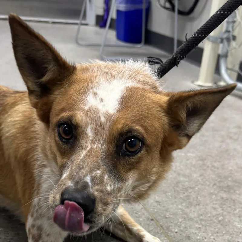 An adult medium-sized female Brown / Chocolate Mixed Breed dog named 111900 for adoption in Las Cruces, NM