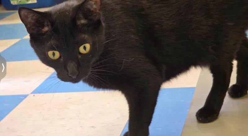 An adult medium-sized male Domestic Short Hair cat named Chet for adoption in Muskegon, MI