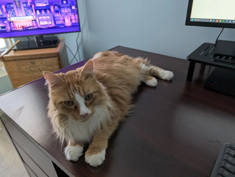 A senior medium-sized male Orange & White Maine Coon cat named Cheddar for adoption in Absecon, NJ