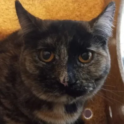 An adult medium-sized female Domestic Short Hair cat named Reese's for adoption in Rapid City, SD
