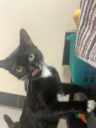 Submarine thumbnail 2