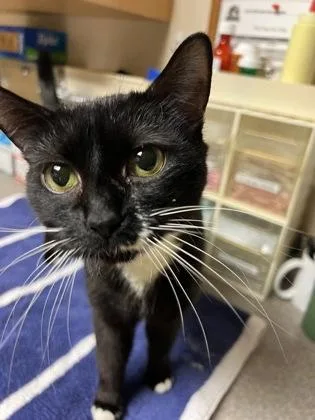 Submarine thumbnail 3