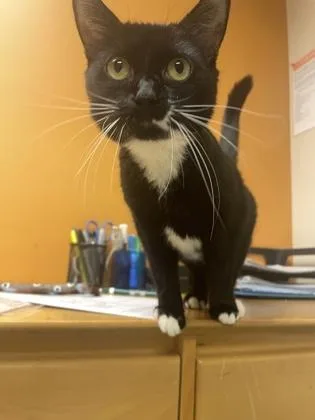 Submarine thumbnail 4