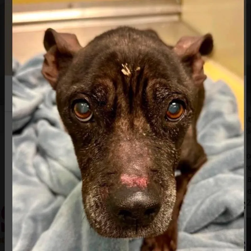 A senior small-sized female Brown / Chocolate Chihuahua dog named Firecracker for adoption in Spring Hill, KS