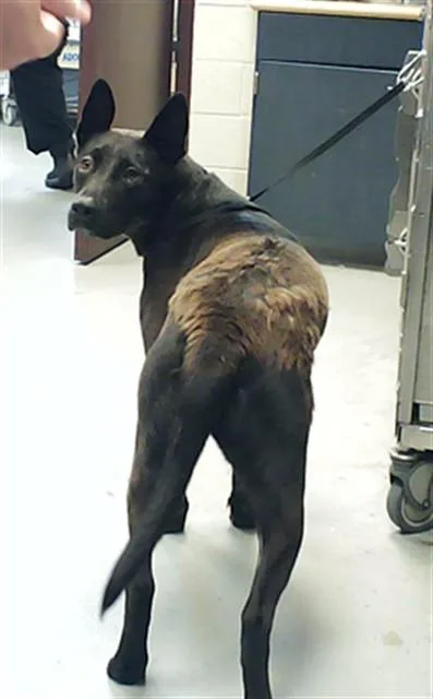An adult large-sized male German Shepherd Dog dog named A for adoption in Fayetteville, NC
