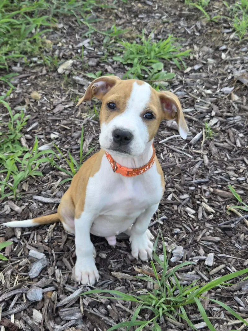 A baby medium-sized male Pit Bull Terrier dog named Sincere for adoption in McHenry, IL