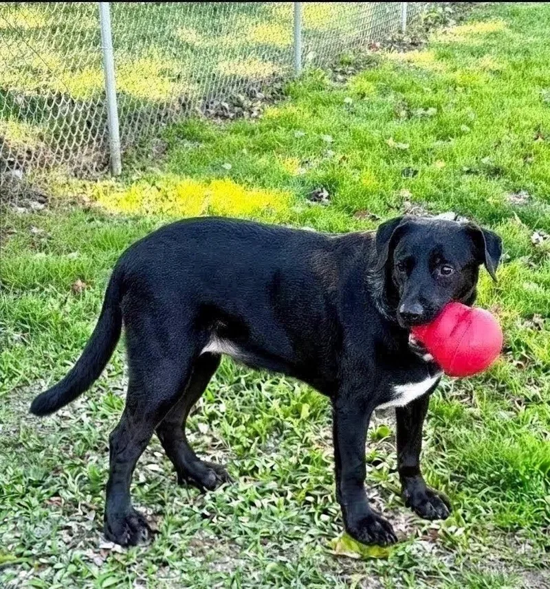 A senior large-sized female Labrador Retriever dog named Hannah and Holly for adoption in East Sparta, OH