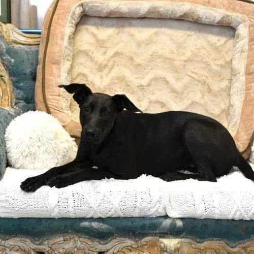 A young medium-sized female Black Black Labrador Retriever dog named Miss Minnie for adoption in Jackson, LA