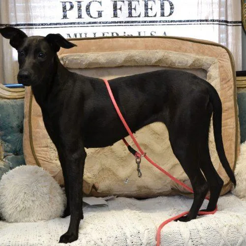 Miss Minnie thumbnail 2