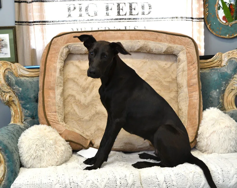 Miss Minnie thumbnail 3