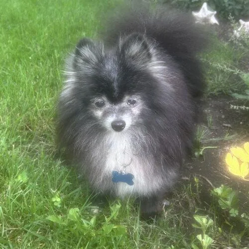 An adult small-sized male Gray / Blue / Silver Pomeranian dog named Pepe Lou Pew for adoption in Lincolnshire, IL