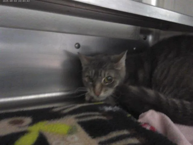 A senior medium-sized female Domestic Short Hair cat named Ziva for adoption in Chula Vista, CA