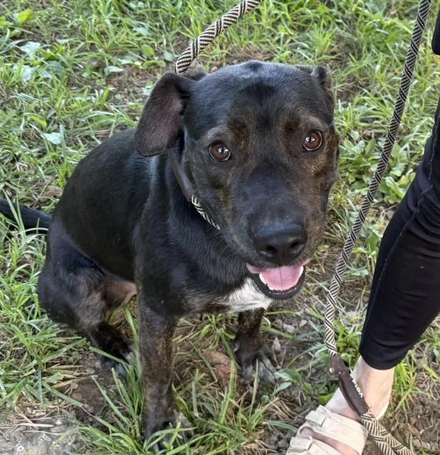 A baby medium-sized male Black Labrador Retriever dog named Benjamin for adoption in Andover, MA