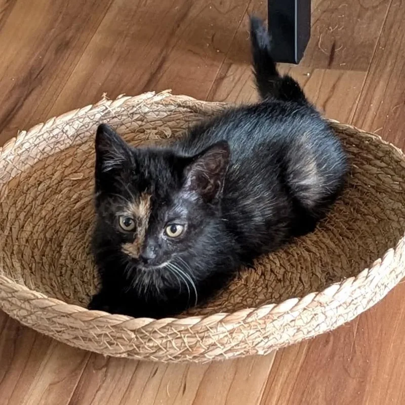 A baby small-sized female Tortoiseshell Domestic Short Hair cat named Christine for adoption in Lexington, KY