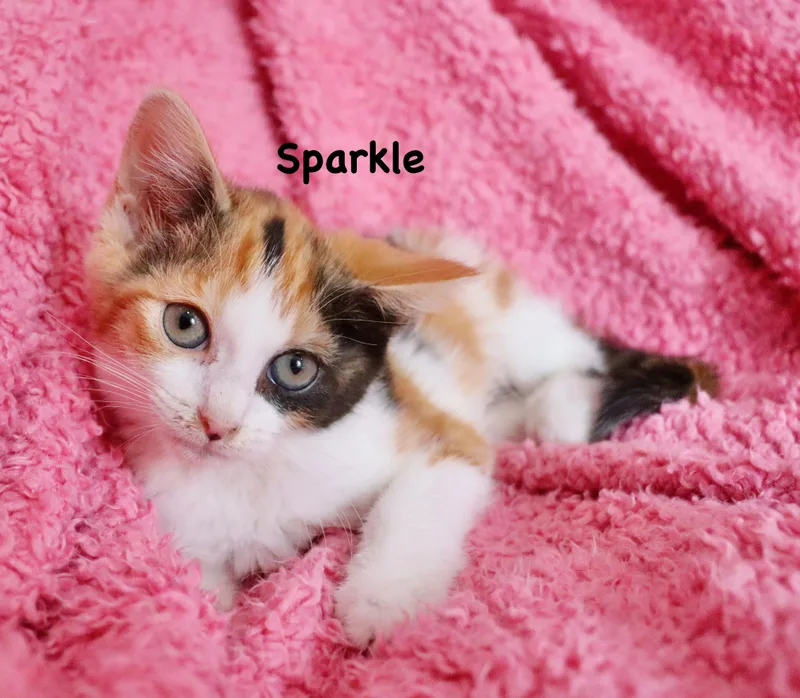 Sparkle thumbnail 4