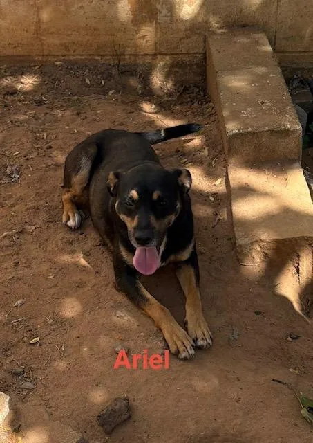 Ariel