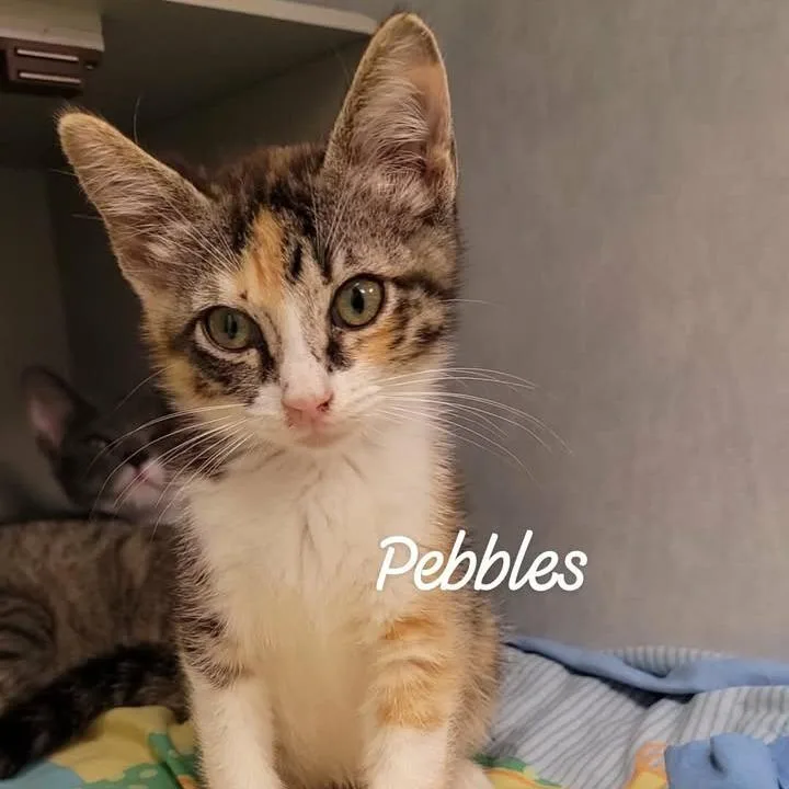 Pebbles