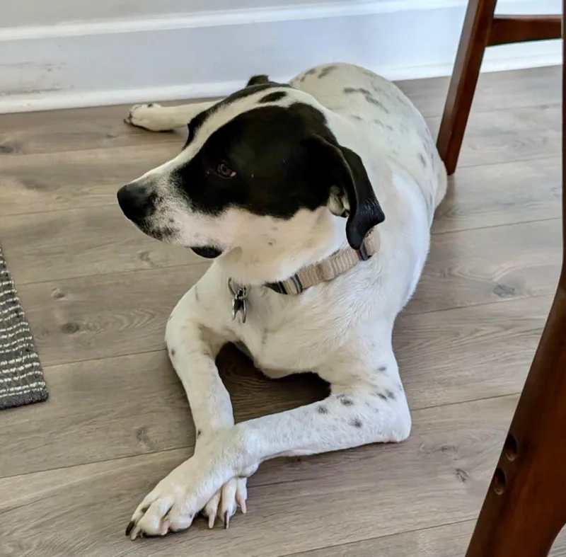 An adult medium-sized female Black Border Collie dog named Kissa for adoption in Raleigh, NC