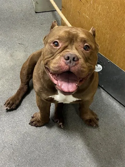 An adult small-sized male American Bulldog dog named Gemini for adoption in Upper Marlboro, MD