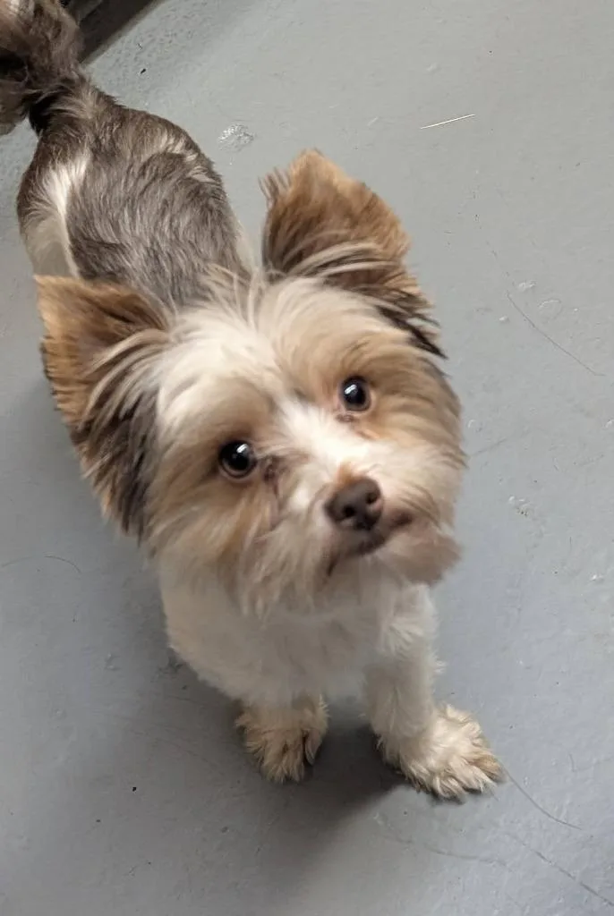 Gizmo