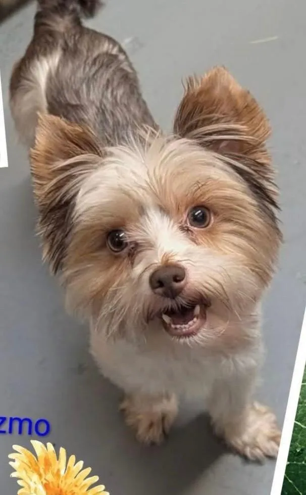 Gizmo thumbnail 2