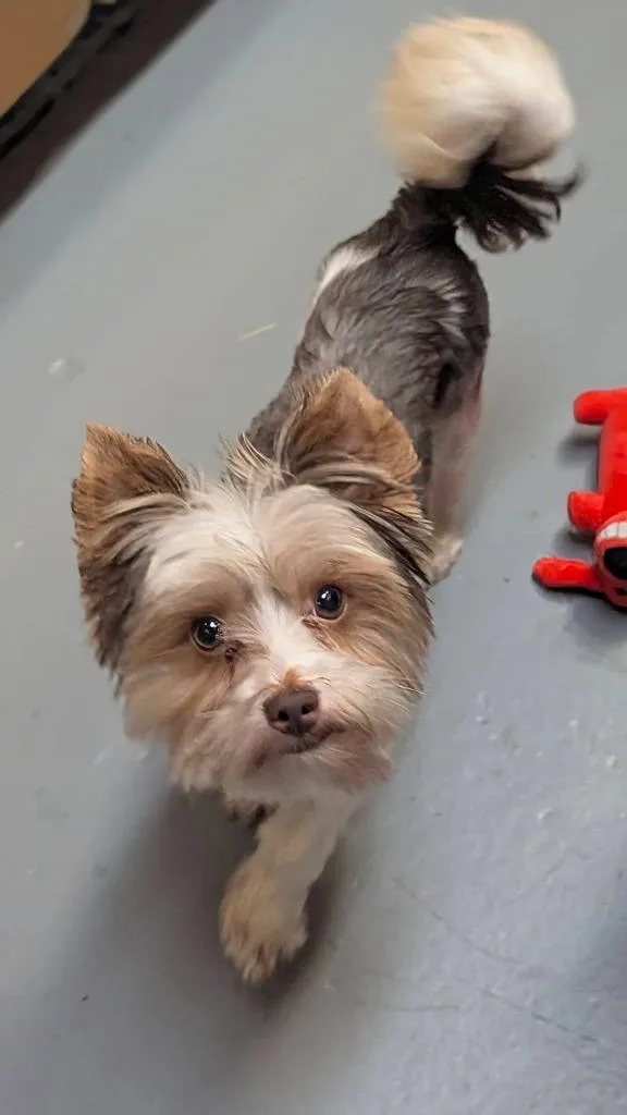 Gizmo thumbnail 3