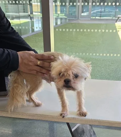 A senior small-sized male Shih Tzu dog named Milo for adoption in San Martin, CA