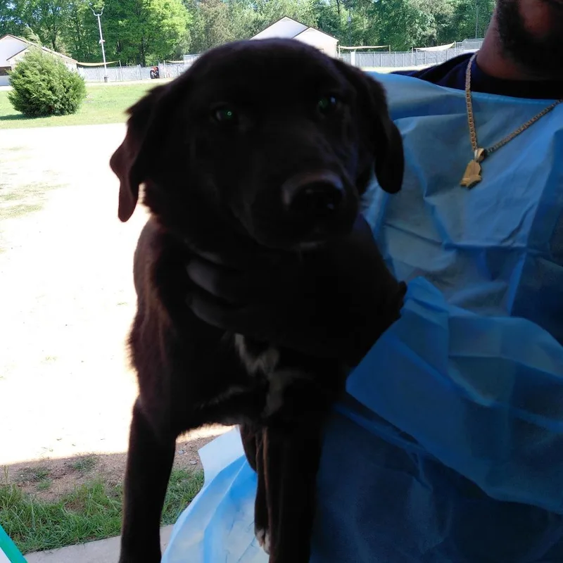A young medium-sized female Black Mixed Breed dog named Charlene for adoption in LOXAHATCHEE, FL