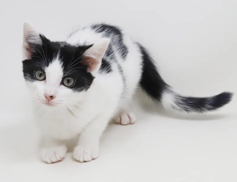 A baby small-sized male White Turkish Van cat named Richard Is Our Dream for adoption in Bedford Hills, NY