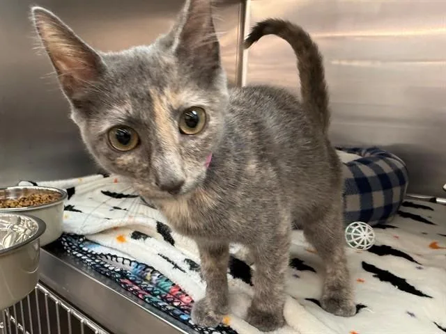 A baby large-sized female Domestic Medium Hair cat named Queso for adoption in Saint Louis, MO