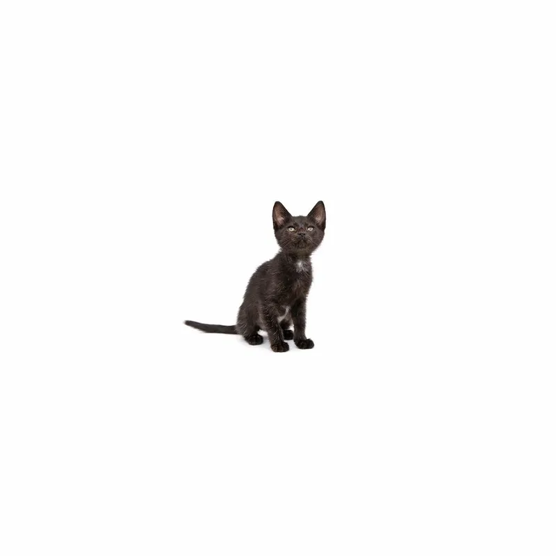 A baby medium-sized female Black Domestic Short Hair cat named Larkspur for adoption in Playa Vista, CA